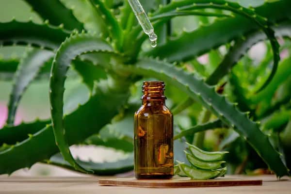 Vitalität mit dem natürlichen Produkt Aloe Vera
