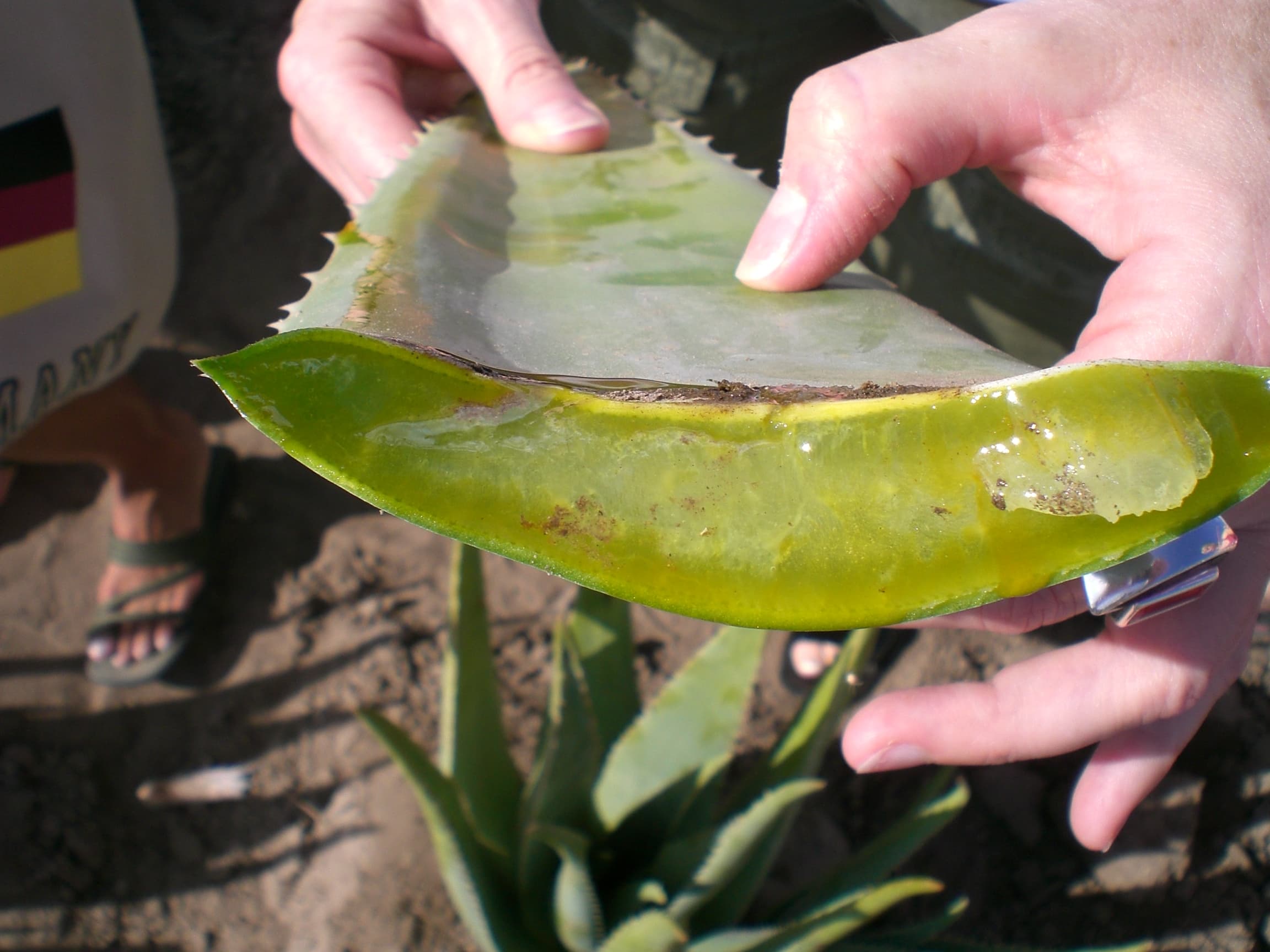 Hochwertige Nahrungsergänzung mit Aloe Vera